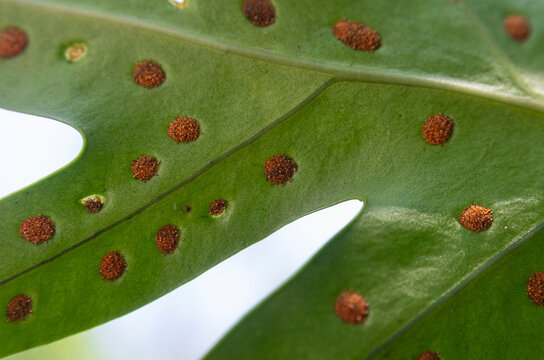 Macro close up green fern frond with rows of brown sori dots