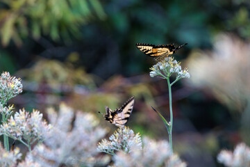 Beautiful butterflies, likely tiger swallowtails (Papilio glaucus) in central Florida at Lake Placid Wildlife Environmental Area, Royce Tract. © Hayley Rutger