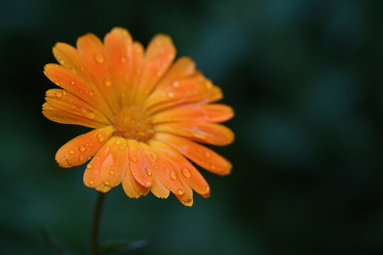 calendula  macro con gocce 