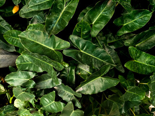 Full-frame background of lush green Philodendron Burle Marx leaves with prominent veins, showcasing a dense tropical foliage pattern. © asep