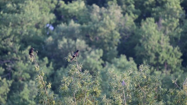 Couple of Carrion crows observing perched at the top of an European ash with a Wood pigeon. Corvus corone, Columba palumbus, Fraxinus excelsior, Indre-et-Loire 37, r&eacute;gion Centre, France, Europe