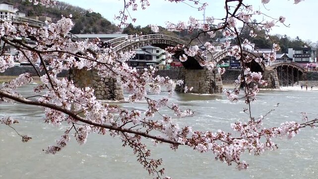 錦帯橋と桜