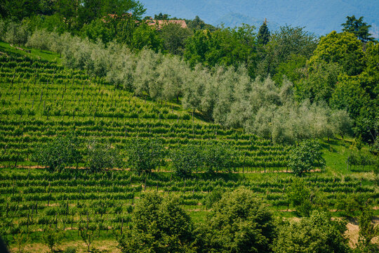 Lush green vineyard landscape in Bergamo, Italy, featuring rows of grapevines and olive trees under a clear blue sky