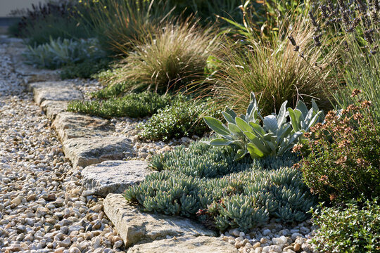 Drought tolerant planting of sedum and grasses in a gravel garden
