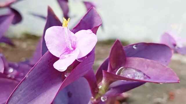 The purple heart plant (Tradescantia pallida) is an ornamental plant that can be kept indoors because it effectively improves air quality by cleaning and filtering volatile pollutants from indoor air.