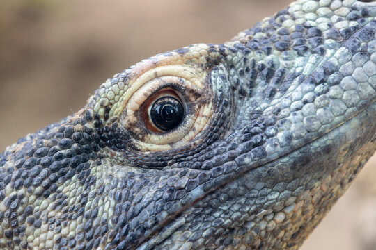 Close-up view of a Komodo dragons eye reveals the remarkable details of this iconic reptile