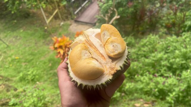 Cut open durian fruit held in hand shows yellow flesh and thorny shell in outdoor setting with greenery
