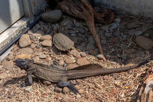 Sailfin lizard, a remarkable reptile known for its large dorsal fin