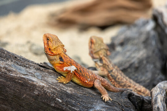 Central bearded dragon, a popular Australian reptile