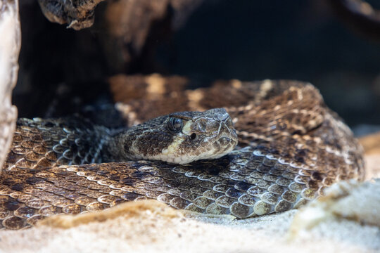 Eastern Diamondback Rattlesnake, one of the largest venomous snakes in North America