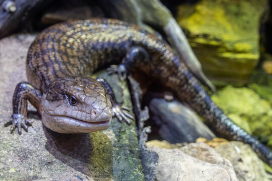 Blotched blue-tongued lizard, a distinctive Australian reptile