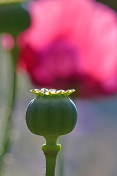 opium poppy flower in a German garden in summer
