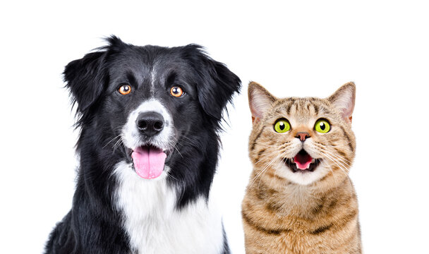 Portrait of a Border Collie dog and a Scottish Straight cat, closeup, isolated on white background