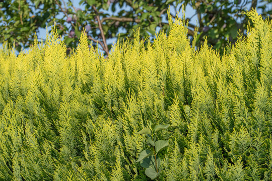 A golden arborvitae hedge glows brightly beneath an overhanging plum tree branch heavy with ripening fruit. Rows of feathery evergreen foliage create a textured backdrop in warm sunlight.