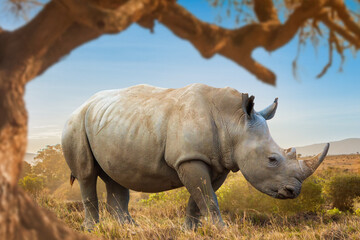 Fototapeta premium Wildlife Safari. White rhinoceros walks across the Kenyan savanna in natural habitat surrounded by dry grassland and acacia trees in East Africa.