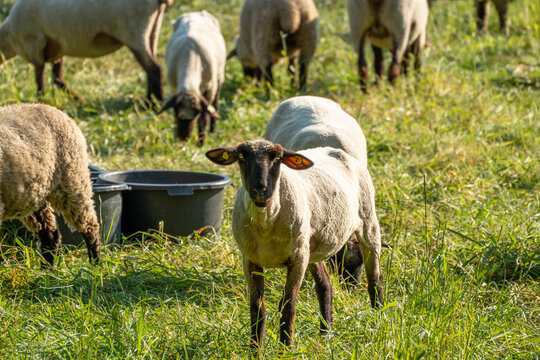 A curious black faced sheep with an orange ear tag looks directly at the camera while grazing. Feeding tubs and other flock members fill the sunny pasture behind it.