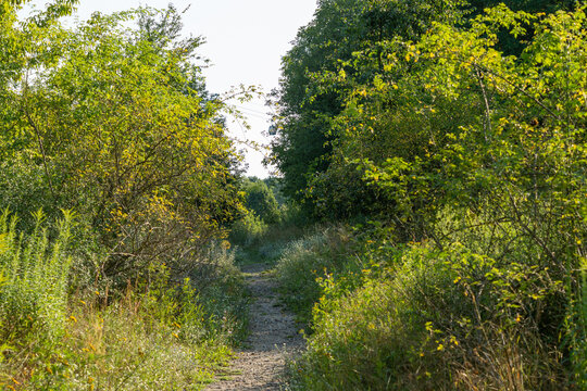 An overgrown dirt path winds through dense green shrubs and scattered wildflowers on a sunny afternoon. A distant cable car glides silently above the tree line in the background.