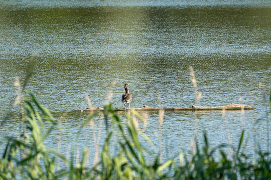 A greylag goose stands alert on a floating log in a calm lake bordered by tall reeds. Rippling water reflects the surrounding greenery on this peaceful summer afternoon.