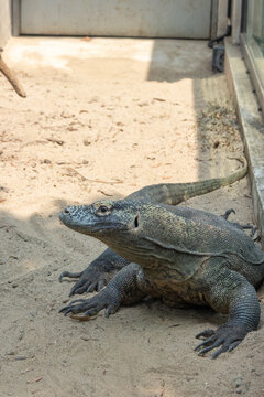 Komodo dragon, the worlds largest living lizard and an iconic species native to Indonesia