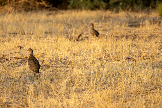Swainson's spurfowl or Swainson's francolin (Pternistis swainsonii) is a species of bird in the family Phasianidae which is native to southern Africa.