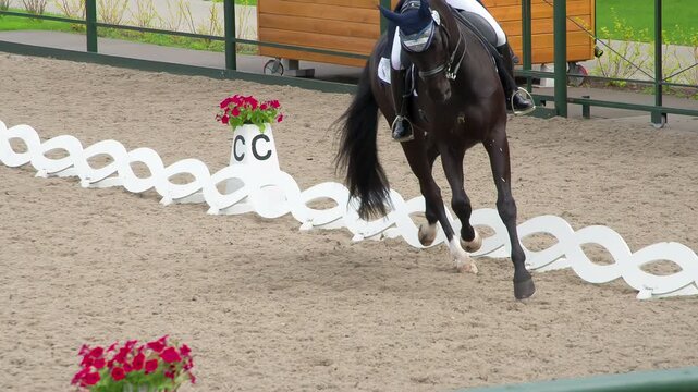 Purebred Black Horse. A rider in a traditional costume gracefully rides a pedigreed horse. Slow Motion