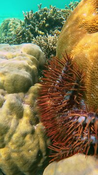 Crown-of-Thorns Starfish on Coral Reef in Slow Motion, Indonesia, Vertical Video