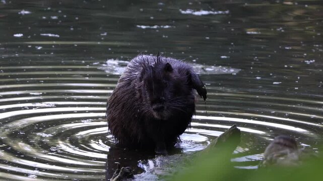 The nutria is in the water. The nutria is scratching itself. The coypu in a river.