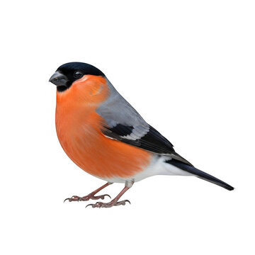A colorful male bullfinch bird standing in profile