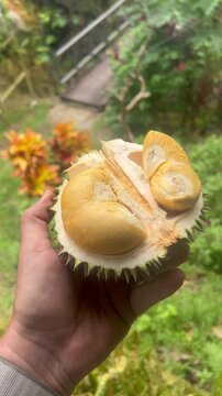 Durian fruit cut in half held by a person outdoors in a garden