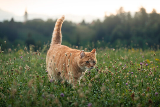 A cat amidst colours