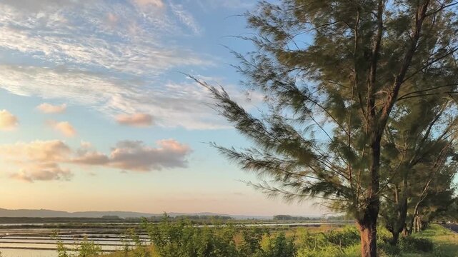 Coastal casuarina trees lining a rural road overlooking wetlands during warm golden hour sunset