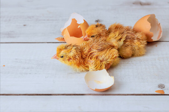 Two newborn chicks are breaking free from their eggshells on light wooden surface