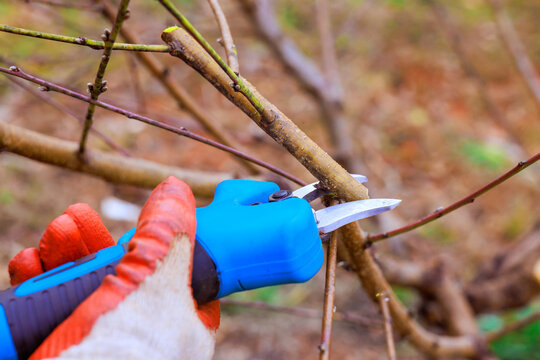 Gardener cuts branches off plants with pruning shears in yard on clear spring day while wearing gloves.