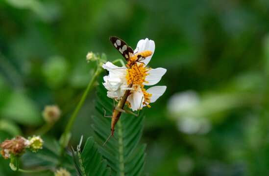 Detailed macro photo of tiger moth pollinating white flower in field.