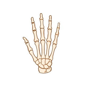 Human Hand Skeleton Anatomy Vector Illustration on Black Background