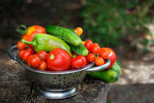 metal colander with wet ripe tomatoes, cucumbers and pepper close up in garden. Healthy useful organic vegetarian food, fresh vegetables.