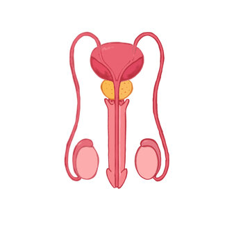 Male Reproductive System Anatomy Vector Illustration on Black Background
