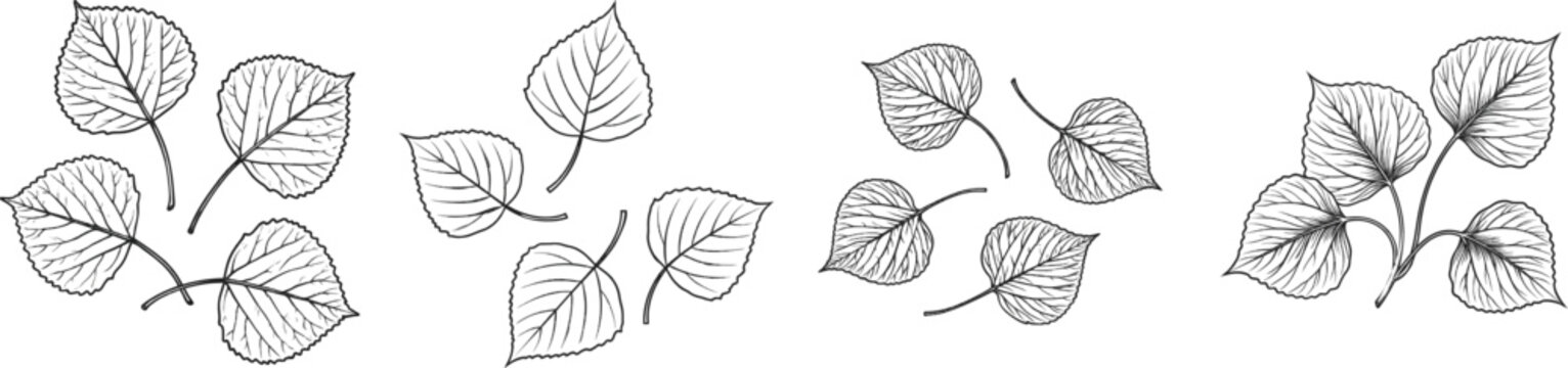 A minimalist etching features three aspen leaves with rounded edges and distinct angles, rendered in a monochrome black-and-white palette against a white background without shading or texture