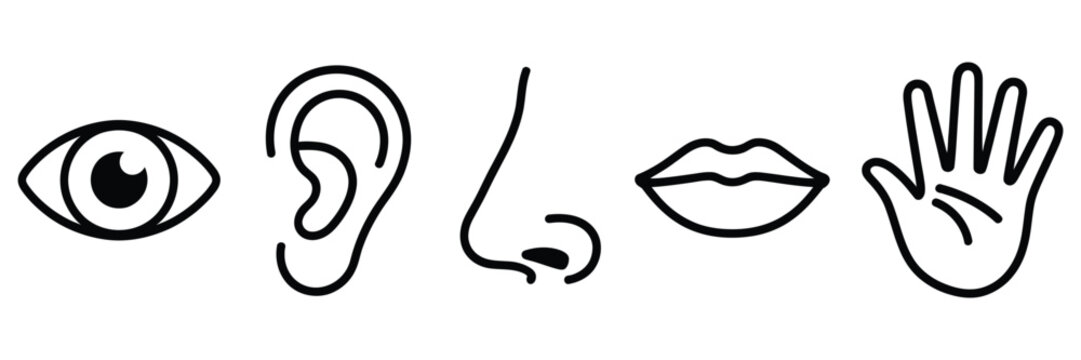 five human senses icons for sight hearing smell taste and touch line art
