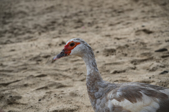 Close-up portrait of a Muscovy duck showing its distinctive red facial markings, detailed feathers and long neck in a natural outdoor setting in Madeira, Portugal.