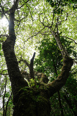 Fototapeta premium A magnificent old tree covered in moss, its twisting branches stretching through a dense green forest canopy. Sunlight filters through the leaves, creating a dramatic natural woodland scene.