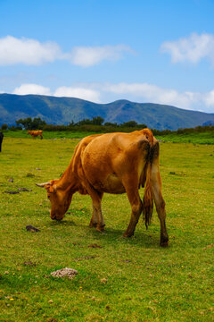 Brown cow grazing peacefully in a lush green pasture with mountains and blue sky in the background. Rural livestock scene representing farming, agriculture, nature and countryside life.