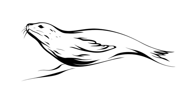 Elegant seal illustration on white background.