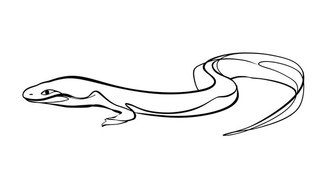 Minimalist lizard line art drawing white background.