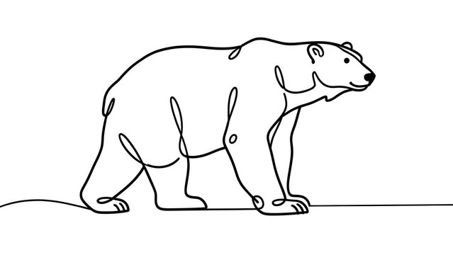 Polar bear line drawing on white background.