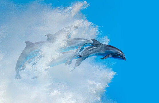Group of dolphins jumping on the water - Beautiful seascape and blue sky