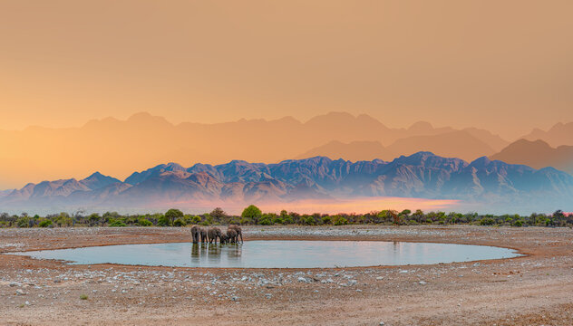 A group of elephant families go to the water's edge for a drink at sunset - African elephants standing near lake in Etosha National Park, Namibia