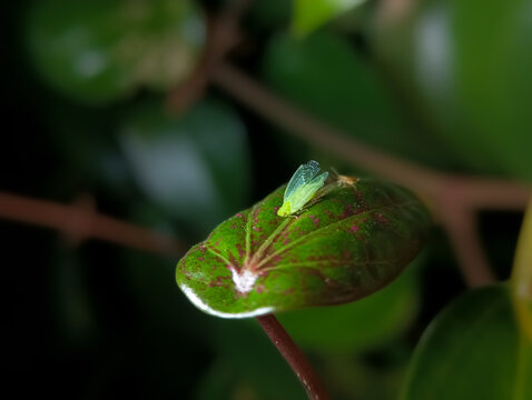 Close up of a Planthopper insect on a red betel leaf, a small pest that sucks plant fluids and can cause leaves to turn yellow or die.
