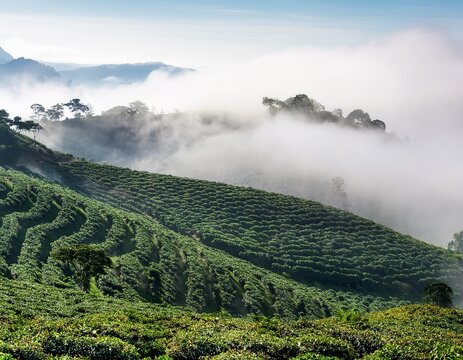 lush green coffee plantation covering tropical hillside slopes partially shrouded by dense white morning fog
