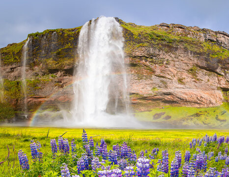 Iceland Blooming Icelandic Purple Lupin Flower Field - Amazing Seljalandsfoss waterfall in Iceland